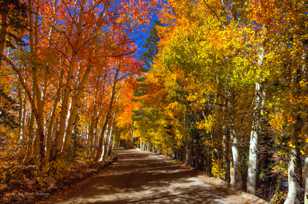 Aspens on road to North Lake-9411.jpg Aspens on road to North Lake-9411.jpg